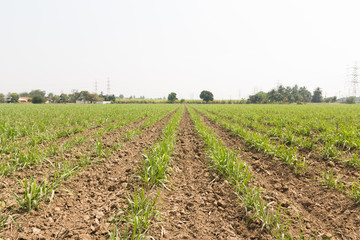 Obraz premium Sugar cane