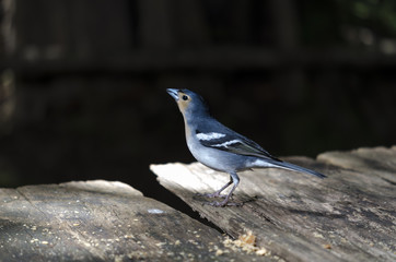 Finch