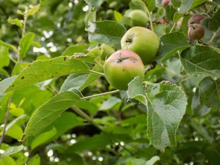 Apple tree