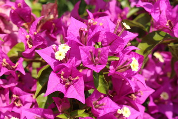 Purple "Paperflower" (or Lesser Bougainvillea) in Innsbruck, Austria. Its scientific name is Bougainvillea Glabra, native to Brazil.