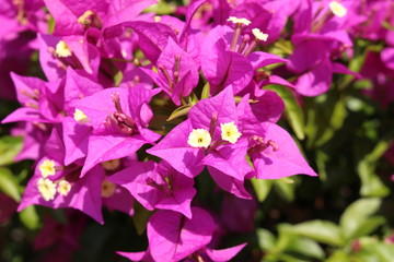 Purple "Paperflower" (or Lesser Bougainvillea) in Innsbruck, Austria. Its scientific name is Bougainvillea Glabra, native to Brazil.