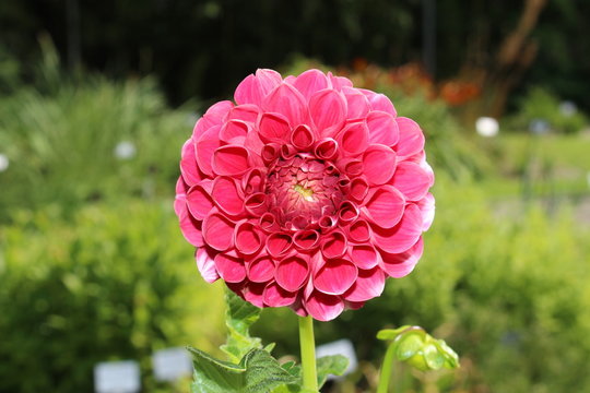 Pink "Dahlia" flower in Innsbruck, Austria. Dahlias are native to Mexico and declared the national flower of Mexico in 1963.