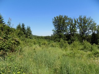 Meadow, forest and sky