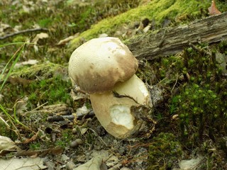 Oak mushroom