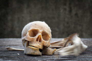 Still life with a human skull