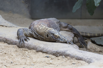 Indonesian giant lizards