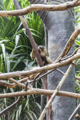 Baboon in a pensive pose