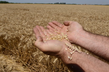Wheat field with hand and grains.