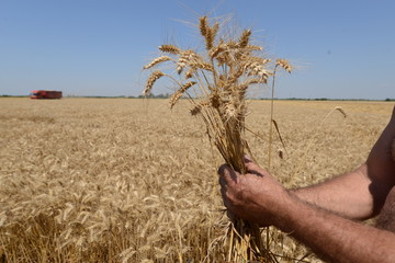 Wheat field with hands holding.