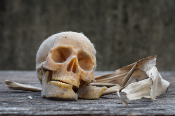 Still life with a human skull