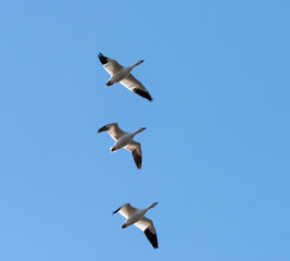 Snow Geese Migrating North in Spring on Blue Sky