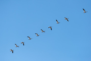 Snow Geese Migrating North in Spring on Blue Sky
