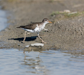 Spotted Sandpiper