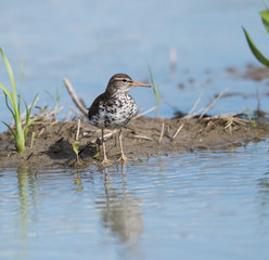 Spotted Sandpiper
