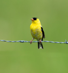 American Goldfinch on Green Background