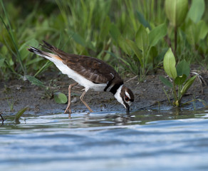 Killdeer Drinking Water