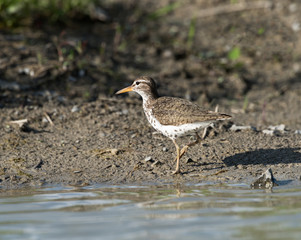 Obraz premium Spotted Sandpiper