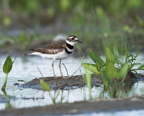 Killdeer