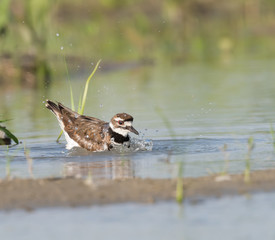 Fototapeta premium Killdeer Bathing and Preening