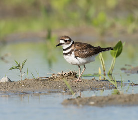 Killdeer
