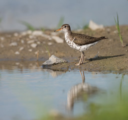 Spotted Sandpiper