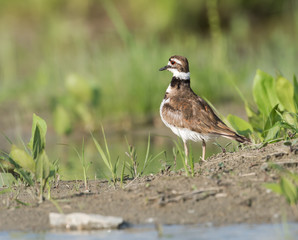 Killdeer