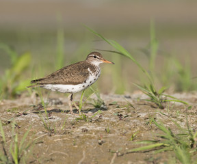Spotted Sandpiper