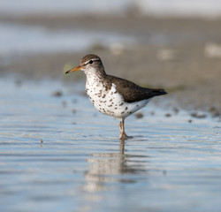 Obraz premium Spotted Sandpiper