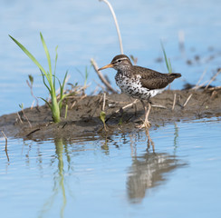 Spotted Sandpiper