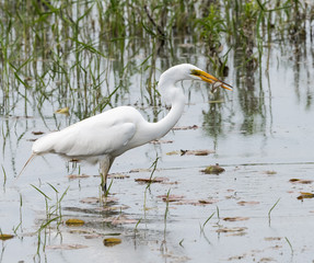 Great Egret Fishing