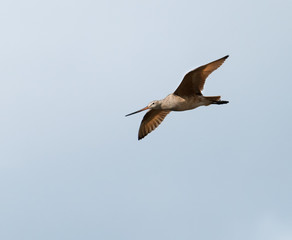 Marbled Godwit