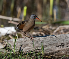 Virginia Rail 