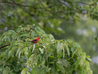 Scarlet Tanager Perched in Trees