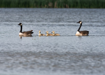 Pair of  Canada Geese with Goslings