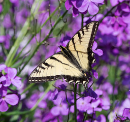 Eastern Tiger Swallowtail Butterfly