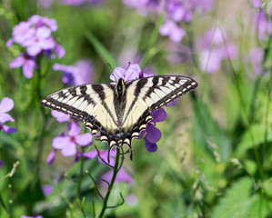 Eastern Tiger Swallowtail Butterfly on Purple Flowers
