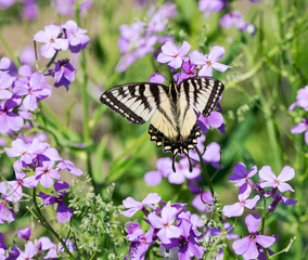 Fototapeta na wymiar Eastern Tiger Swallowtail Butterfly on Purple Flowers