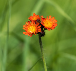 Orange Yellow Hawkweed (Devil's Paintbrush) Wild Flowers