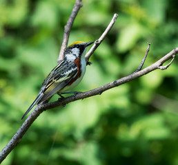 Chestnut-sided Warbler
