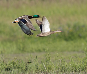 Male and Female Mallard in Flight