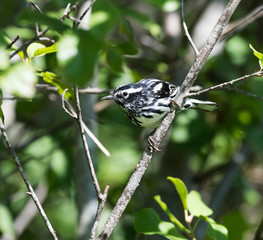 Black-and-white Warbler
