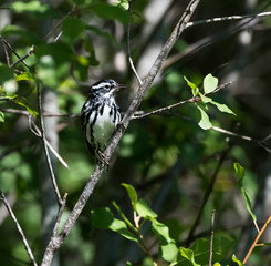 Black-and-white Warbler