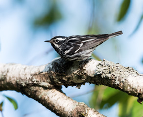 Black-and-white Warbler