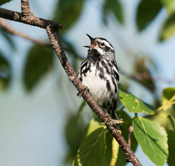 Black-and-white Warbler