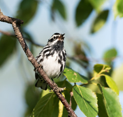 Black-and-white Warbler