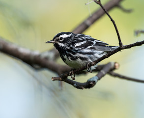Black-and-white Warbler