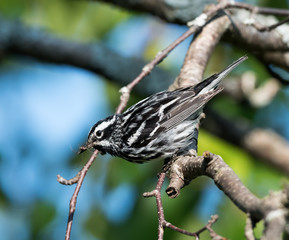 Black-and-white Warbler