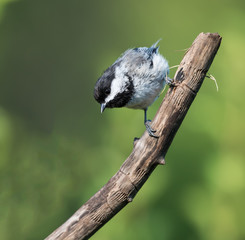 Black-Capped Chickadee in Summer on Green Background
