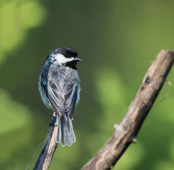 Black-Capped Chickadee in Summer on Green Background