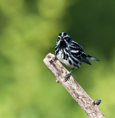Black-and-white Warbler